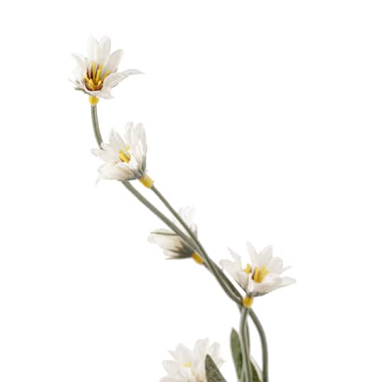 Cream Wild Daisy Spray by Ashland®